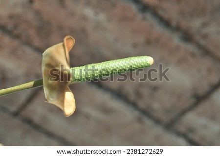 Similar – Image, Stock Photo A finger ring, spontaneously woven from blades of grass on a walk.