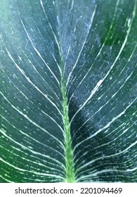 Beautiful Leaf Pattern Is So Close Up 