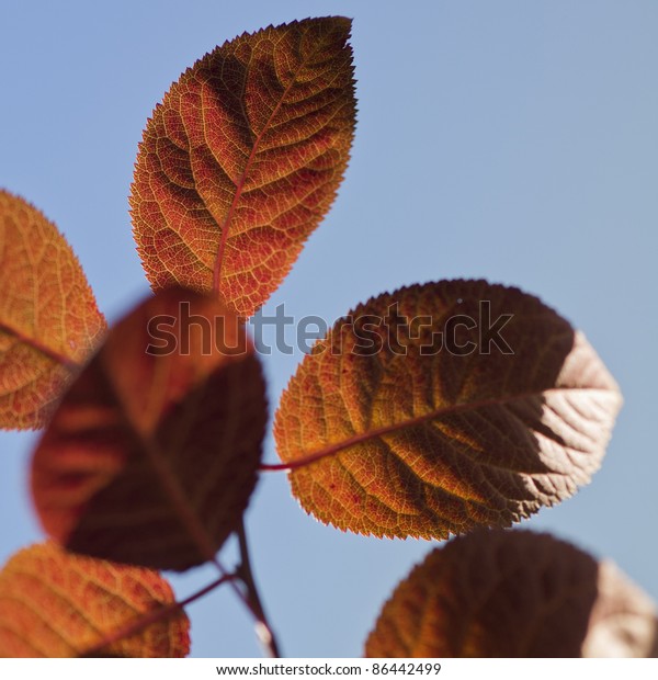 A beautiful leaf showing the change of seasons being
backlit from the sun.