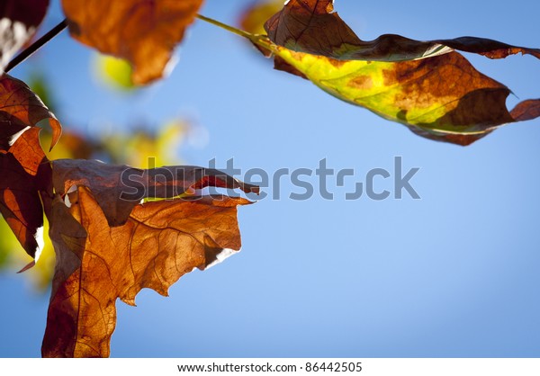 A beautiful leaf showing the change of seasons being\
backlit from the sun.