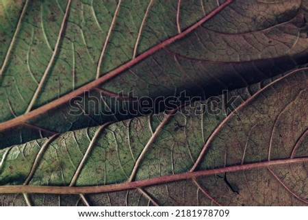 Beautiful leaf teture pattern background for design. Macro photography view. 