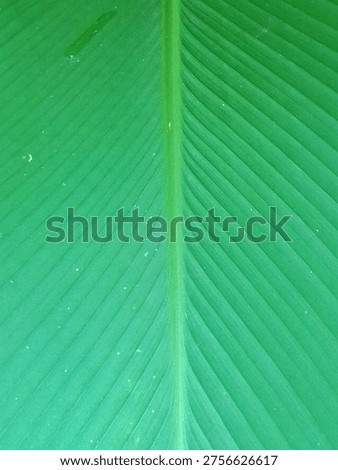 beautiful leaf texture suitable for background