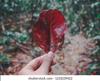 Beautiful Leaf of tree in the forest