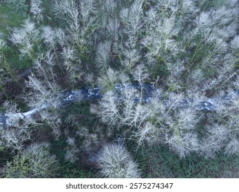 A beautiful, and leafless forest grows during winter in the Cascade Mountains of the Pacific Northwest. This part of the United States is known for its vast tracts of timber.