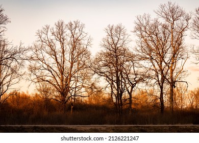 Beautiful, leafless trees, lit by the winter sunset, creating ornage glow in the branches near the village of Drnek, Croatia