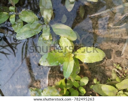 Similar – Image, Stock Photo interference field Creeper