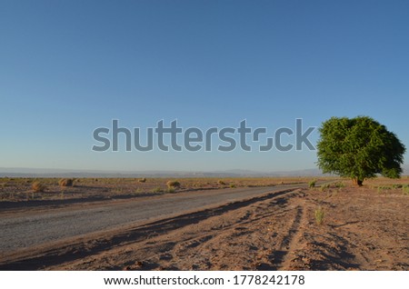 A beautiful and leafy tree isolated in the middle of the driest desert in the world, Atacama, Chile.