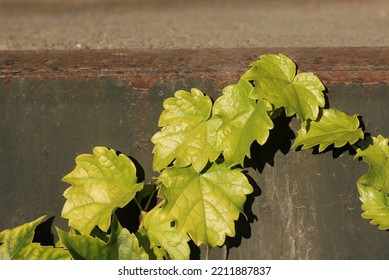 Beautiful Leafy Wild Vine Plants Growing Along The Concrete Wall.