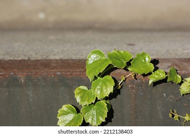 Beautiful Leafy Wild Vine Plants Growing Along The Concrete Wall.