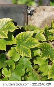 Beautiful Leafy Wild Vine Plants Growing Along The Concrete Wall.