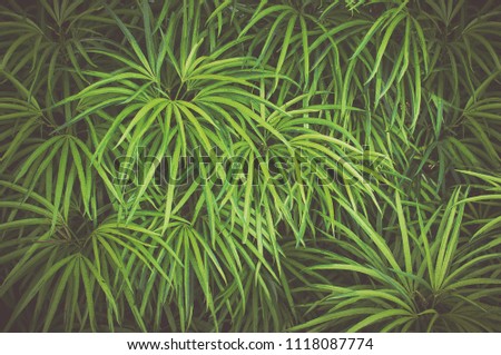 Beautiful leaves background. Leaf texture, nature dark green background. Vintage toned effect
