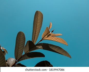 beautiful leaves with a blue sky background and edited with the Lightroom application