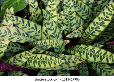 Beautiful Leaves Of Calathea Lancifolia Plant