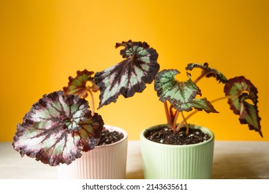 Beautiful leaves of decorative deciduous begonia with a close-up ornament in a pot. Copy space. Growing potted house plants, green home decor, care and cultivation