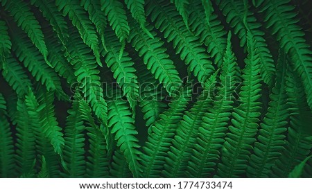 Beautiful leaves of fern. Natural background with selective focus. Close-up of deep green leaves wallpaper, low key photography