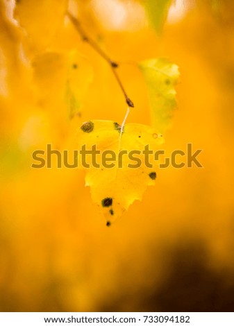 Similar – Herbstfoto Natur Himmel