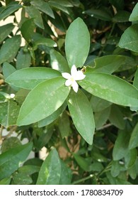 Beautiful Lemon Flower  My Hoom Garden 