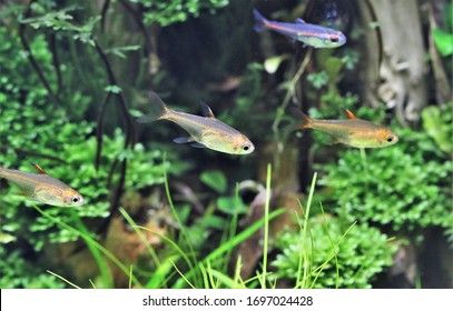 74 Characidae Family Images, Stock Photos & Vectors | Shutterstock