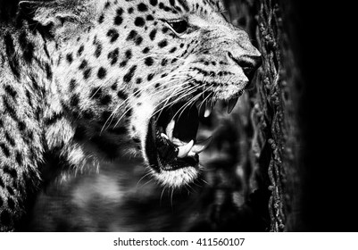 44,113 Leopard_eyes Images, Stock Photos & Vectors | Shutterstock