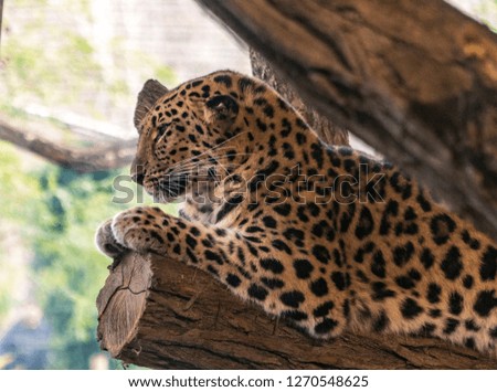 beautiful leopard  close-up