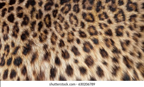 Beautiful Leopard Fur Blowing On The Wind, Luxury Abstract Natural Texture, Close Up Macro Shot Of Animal Hair.