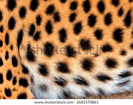beautiful leopard fur texture background