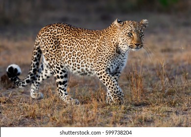 Beautiful Leopard In Masai Mara, Kenya