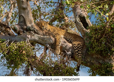 Beautiful leopard on the tree 