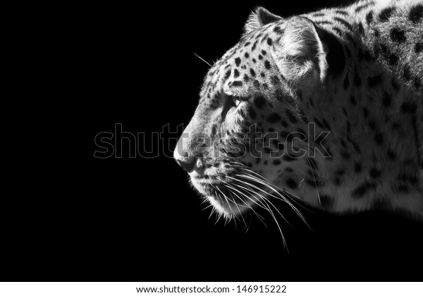 Beautiful Leopard Portrait Black White Stock Photo (Edit Now) 146915222