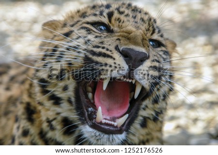 Beautiful leopard roars