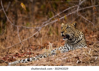 Beautiful Leopard In The South Luanwga National Park In Zambia, Africa