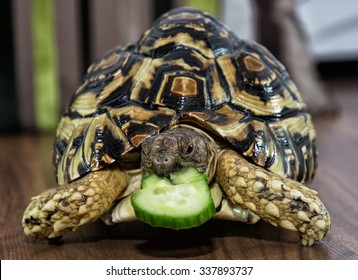 Beautiful Leopard tortoise (Geochelone pardalis) is feeding. Animal scene. Animal in captivity.