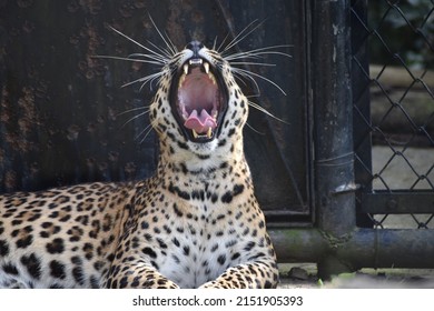 Beautiful Leopard Yawning In Cage (Shot 1)
Yellow, Black And White Fur, Long White Whiskers, Sharp Teeth And Folded Tongue. 