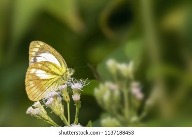 46 Lesser Gull Butterfly Images, Stock Photos & Vectors | Shutterstock