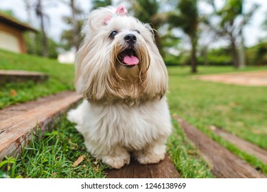 Beautiful Lhasa Apso Dog