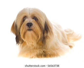 Beautiful Lhasa Apso On White Background