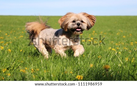 beautiful lhasa apso is running on a field with dandelions