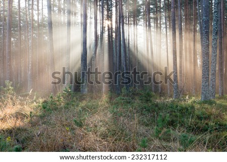 Similar – Image, Stock Photo autumn magic Environment