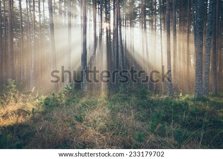 Similar – Image, Stock Photo morning sunshine through pine tree in mist