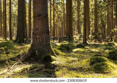 Beautiful light between the trunks of spruce and fir trees in a coniferous forest on the 
