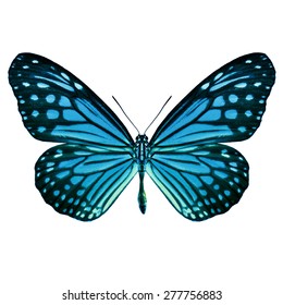 Beautiful Light Blue Butterfly Upper Wing Stock Photo 277756883 ...