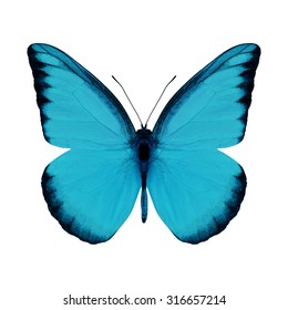 Vivid Blue Morphy Butterfly White Background Stock Photo (edit Now 