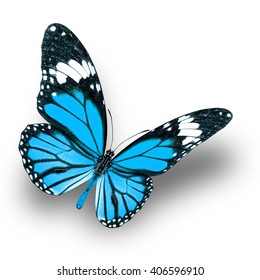 Beautiful Light Blue Butterfly Upper Wing Stock Photo 406596910 ...