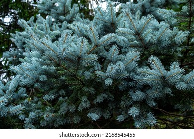 3,202 Beautiful Blue Picea Images, Stock Photos & Vectors | Shutterstock