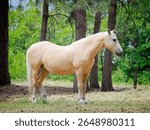 A beautiful light brown horse stands in a small field in northeast Washington.