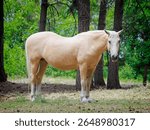 A beautiful light brown horse stands in a small field in northeast Washington.