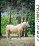 A beautiful light brown horse stands in a small field in northeast Washington.