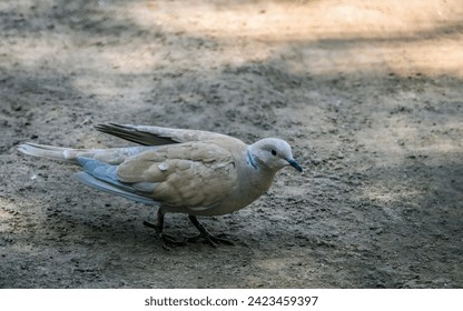 Beautiful Light Brown Pigeon, Bird Photography 
