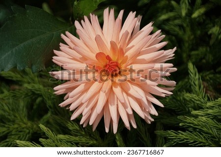 Beautiful light color of Dahlia Peach Fuzz at full bloom