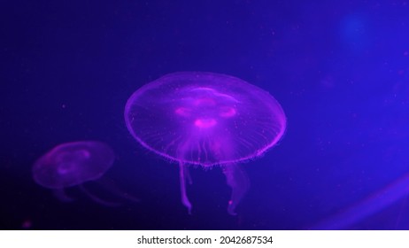 クラゲ ベクター の写真素材 画像 写真 Shutterstock